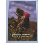 Открытка Цветок. (на польском)