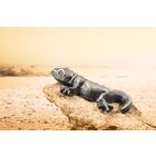 RARE Палау 5 долларов 2018г. "Ящерица. Геккон". Монета в подарочном футляре; сертификат; коробка. СЕРЕБРО 31,10 гр. (1 oz).