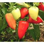 Семена перца Фельдмаршал.