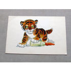С018-5657 Открытка Тигренок Художник Гамбургер 1967 Подписана Эту открытку можно купить из-за одной только фамилии художника)))