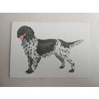 Карманный календарик. Собака . 1995 год