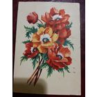 Маки худ. В. Зеленов 1962 год