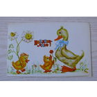 Селиванова Т., Поздравляю! 1983, двойная, чистая (утята, ромашки).