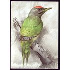 2022 год Седой дятел