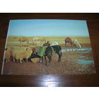 Израиль Иудейская пустыня Водопой чистая