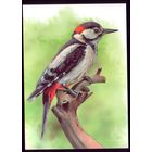 2022 год Пёстрый дятел