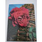 Открытка "Роза на фоне корзины" 1971г, фото В.Герман