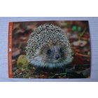 2014, Беларусь, Белпочта; Плыткевич С., Белогрудый ёж.