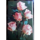 1978 год Г.Костенко С днём рождения