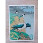 Егоров 1984 чистая