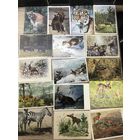 Фауна.цена за все.