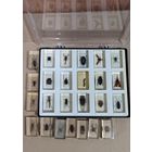 Коллекция Настоящие насекомые.