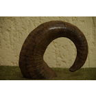 Рог горного барана