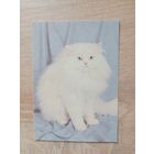 Календарик 1993