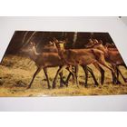 Открытка  2007г. Чистая. Национальный парк Нарочанский.