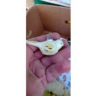РЕДКАЯ ЁЛОЧНАЯ ИГРУШКА СССР ПТИЧКА КАТАЛОГ  СОСТОЯНИЕ ! НА  ФОТО . ОРИГИНАЛ  .  Распродажа Коллекции !!! . Экспресс  Аукцион  не с рубля без МПЦ и прочего 3 ДНЯ  .Много лотов в продаже .