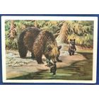 Трофимов В. Медведица с медвежатами. 1954 г. Чистая