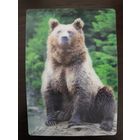 Календарик стерео 3 D Медведь 2022г