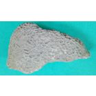 Окаменелость