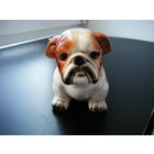 Щенок Английского Бульдога. Германия.