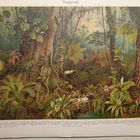 Tropenwald. ХРОМОЛИТОГРАФИЯ. Германия.    30.5х24.5см.    19-20в.