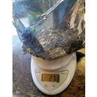 Контакты с позолотой 1