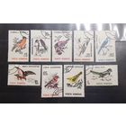 Румыния. Фауна. Птицы (361)