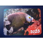 Календарик 2025 г.  Рыба.