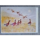 Комаров. Гуси