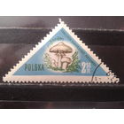 Польша 1959 Грибы