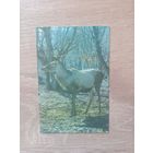 Календарик 1989