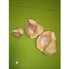 Ракушки морские 4 шт.