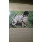 Открытка английский сеттер