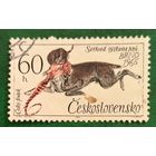 Чехословакия 1965. Собака породы Чешский Фоусек