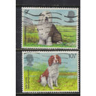 Великобритания 1979 Выставка собак Крафтс Бобтейл Спаниель #781-2