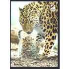 Вена зоопарк леопард фауна