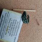 Колечко красивое