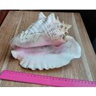 Очень большая ракушка