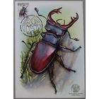 Картмаксимум "Жук-олень". Дикая природа Беларуси.