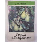 Груша в Белоруссии. Г.П.Рылов.