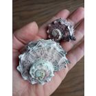 Ракушки Ангария Дельфин.