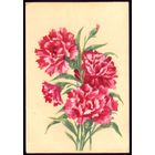 1962 год В.Зеленов Гвоздика