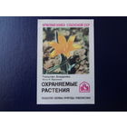 Календарик 1986 г.  Красная книга Уз.ССР.  Тюльпан Анадрома.