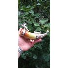 ОЧЕНЬ РЕДКАЯ СТАТУЭТКА ФАРФОР РОГ ОХОТА  КИЕВ  СССР .  Распродажа Коллекции !!! . Экспресс  Аукцион  не с рубля без МПЦ и прочего 3 ДНЯ  .Много лотов в продаже .