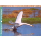 Беларусь 2011 лебедь-шипун