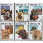 2000 Республика Сахара собаки.