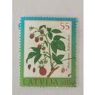 Флора Латвии - Малина обыкновенная (Rubus idaeus)