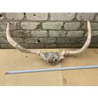 Рога лося и немного черепа(убийцы)