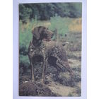 Календарик 1996 г. Курцхаар.