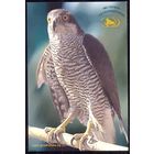 Гродно зоопарк птицы ястреб-тетеревятник